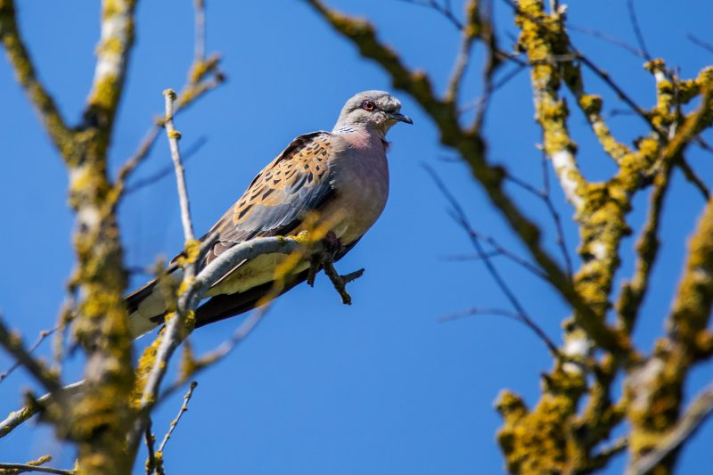 Tourterelle des bois